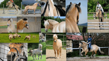 Élevage et selection de chevaux fjords