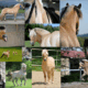 Élevage et selection de chevaux fjords