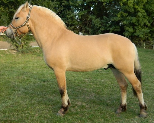Aramis D'Ober