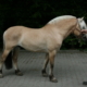 Remes Leo