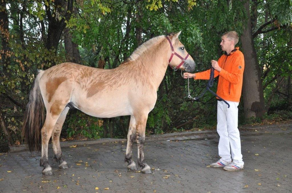Kapok Des Puys