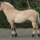 Winner Van Den Hoflander (BEL)