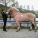 Lauvprinsen